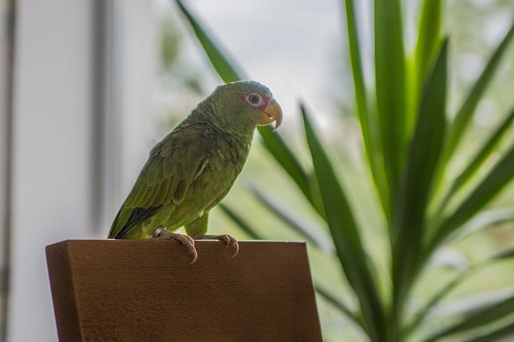 6 Parrots That Make Great Apartment Companions